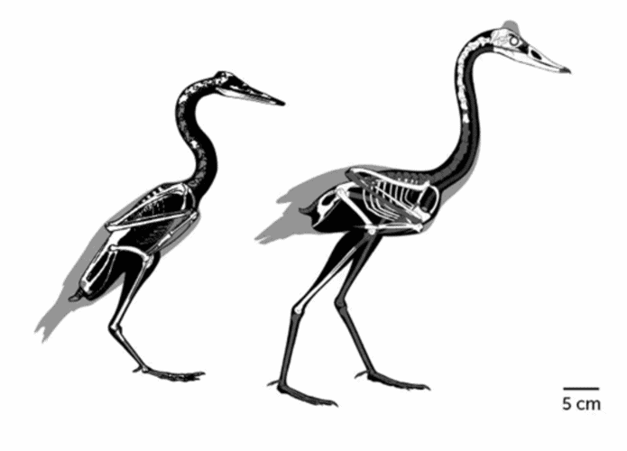 aves-1-695x500.png
