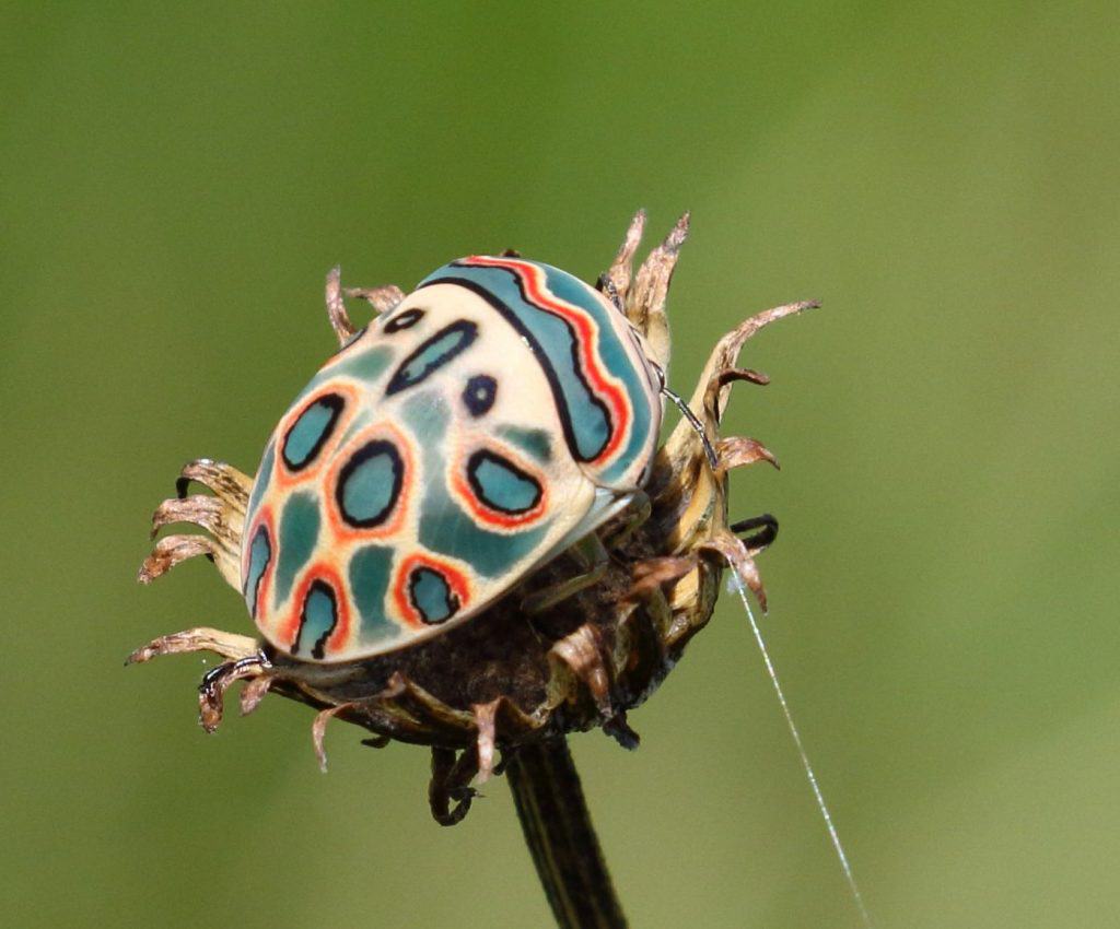 Imagem de um Sphaerocoris annulus, conhecido como Picasso Bug, sobre uma flor seca. O inseto possui uma carapaça colorida com padrões geométricos verdes, pretos e alaranjados.