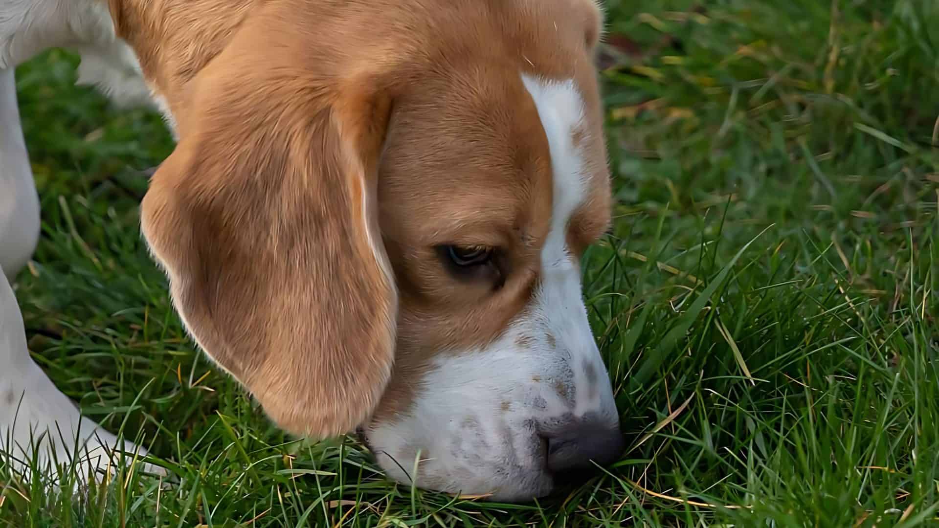 cachorro farejando a grama do quintal