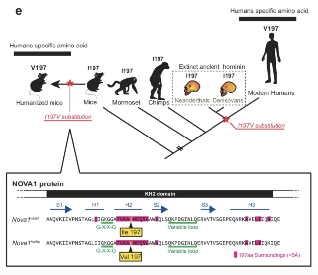 Possível evolução do gene NOVA1.