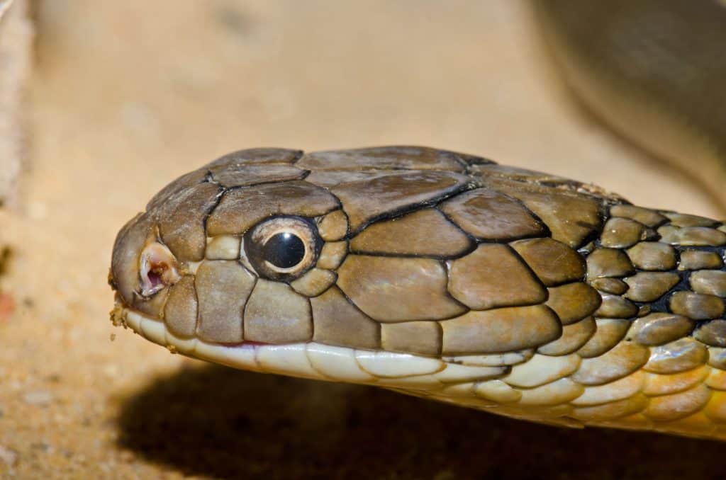cobra rei