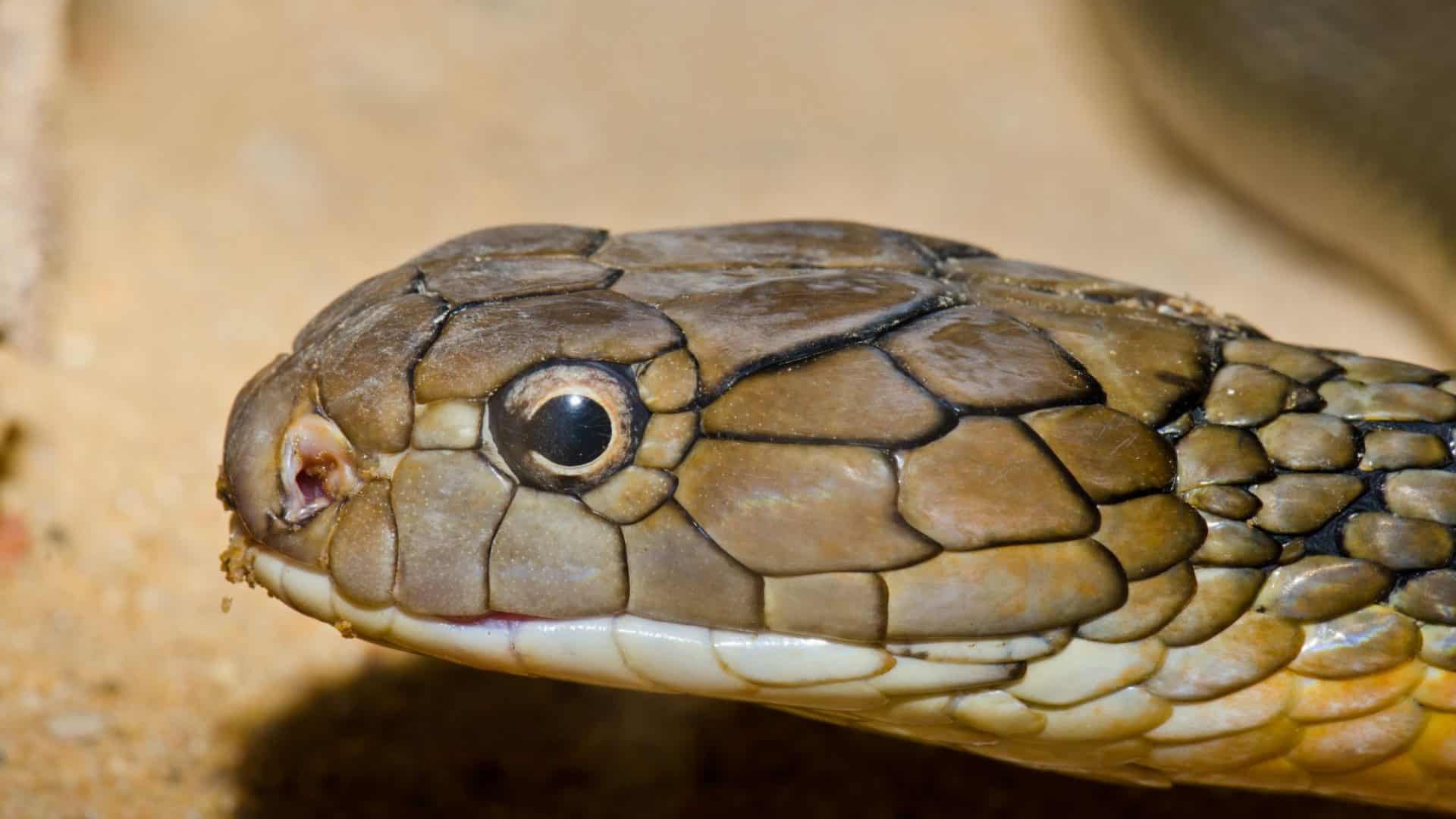cobra rei