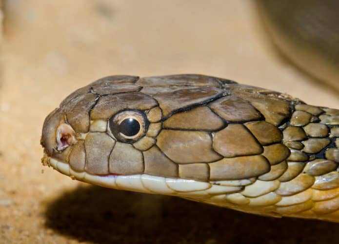 cobra rei