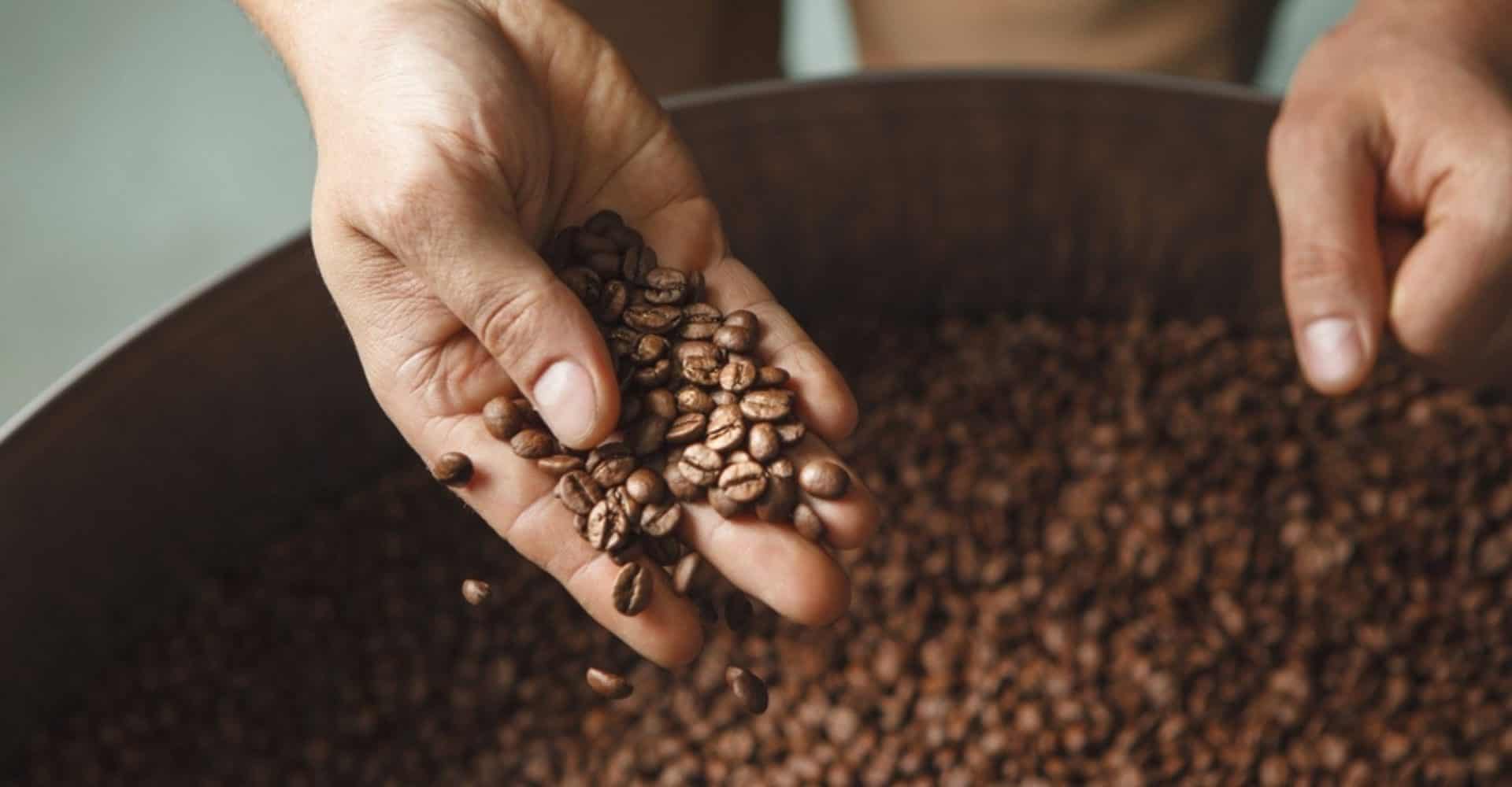 Café sendo selecionado.