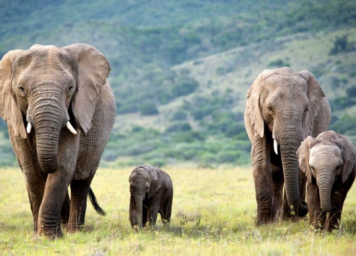 imagem mostra dois elefantes adultos e seu filhote