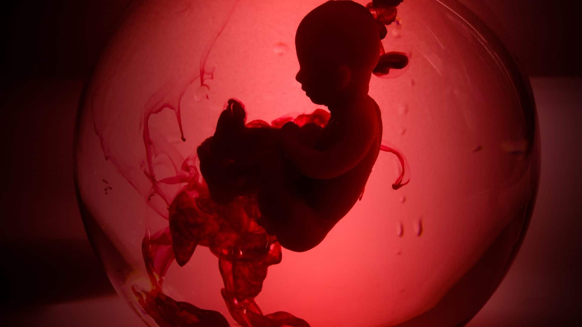 imagem mostra ilustração digital de um bebê sendo desenvolvido dentro da placenta da mãe