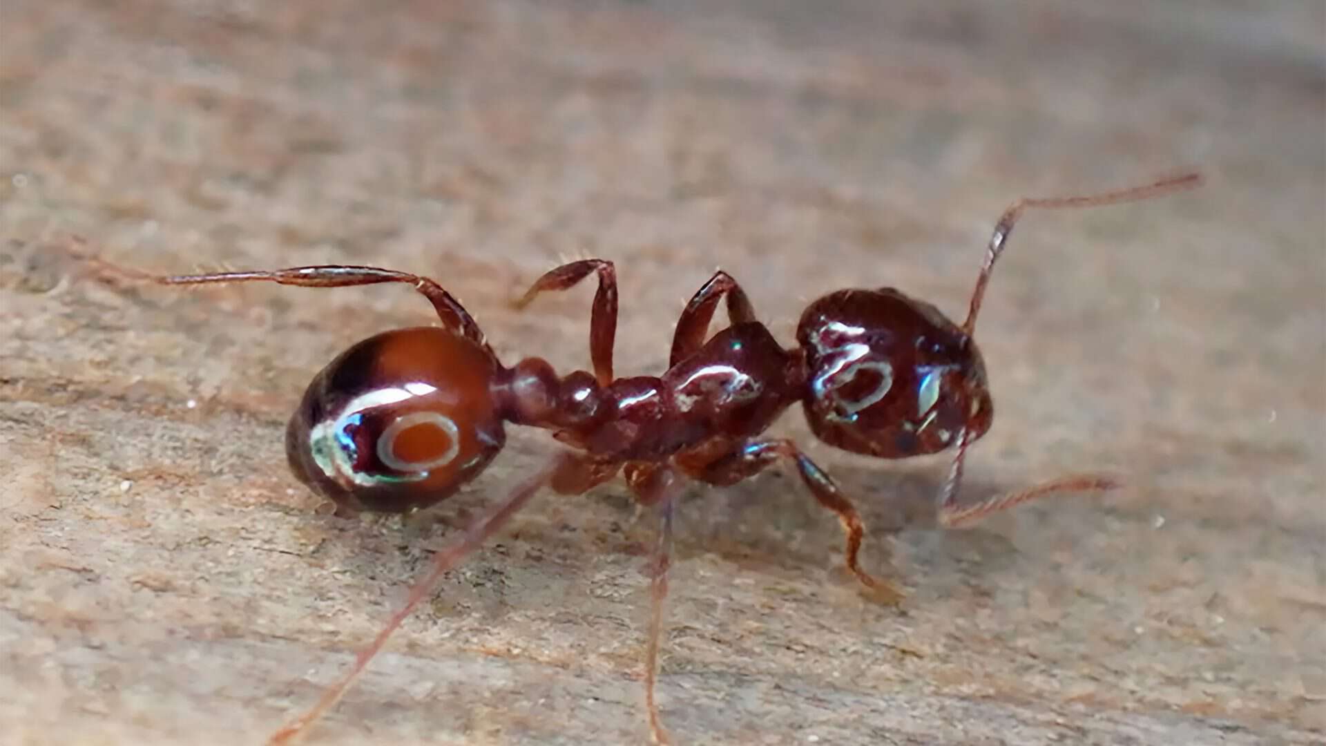 formiga-do-fogo-hbrida-1920x1080