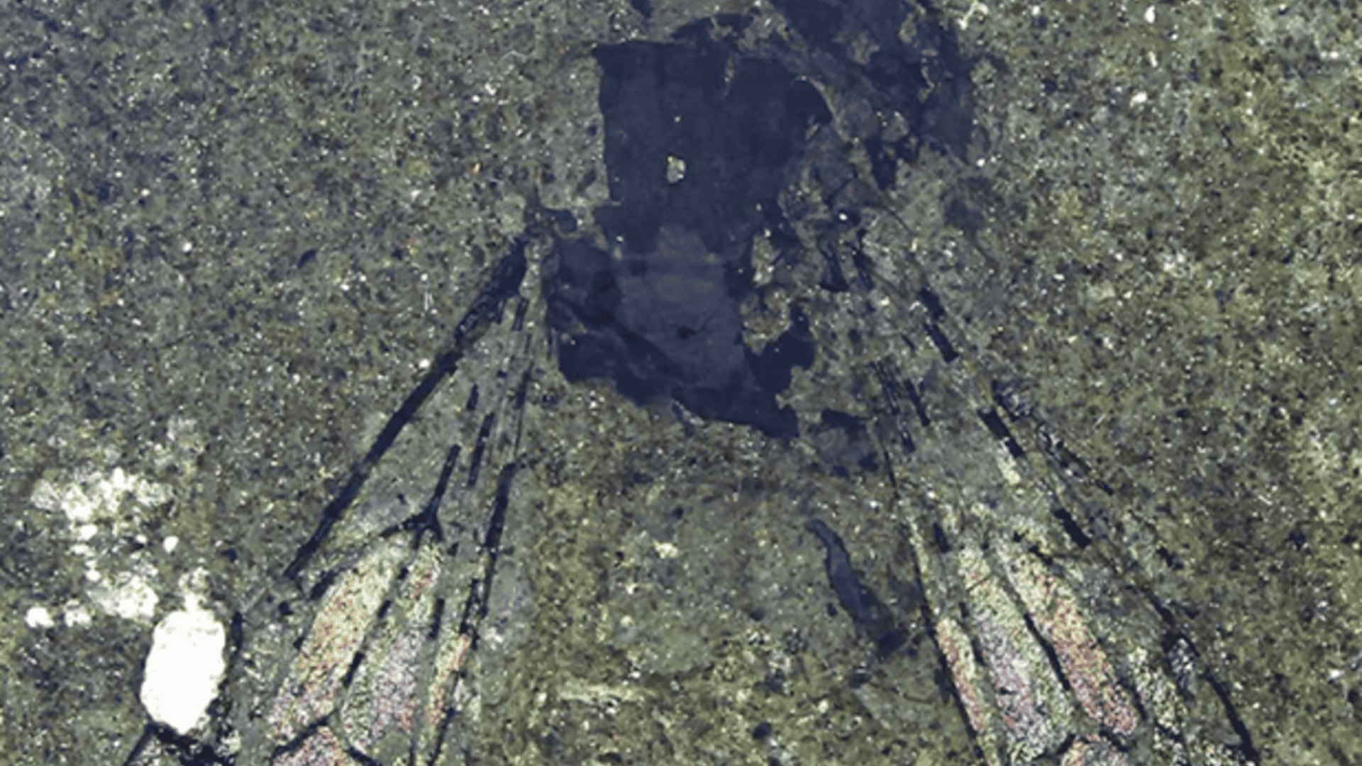 fossil-abelha-1-1920x1080.png