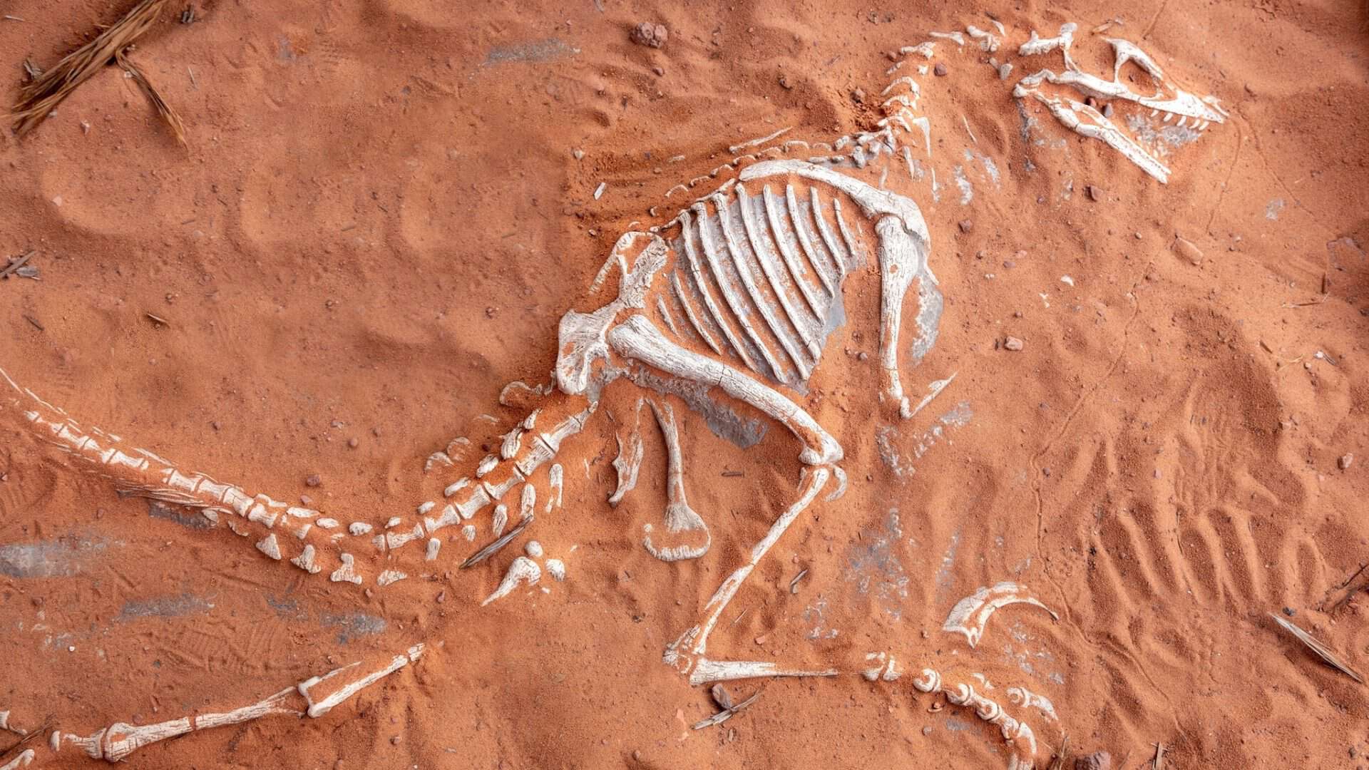 Descoberta Abre Novas Possibilidades Para Estudo De Dinossauros
