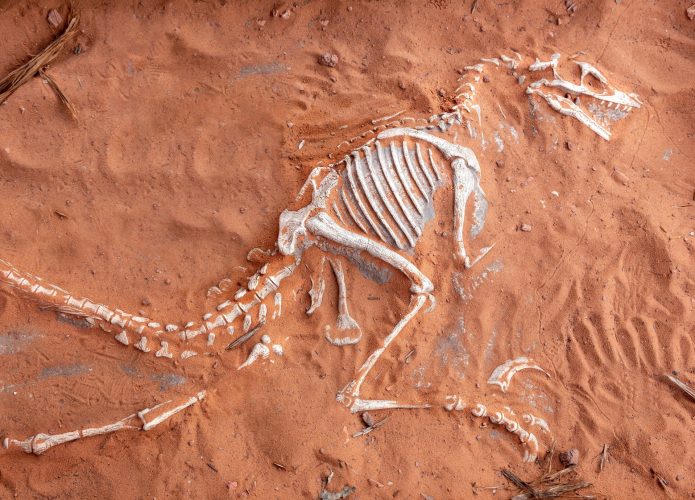 fossil-dino-1-695x500