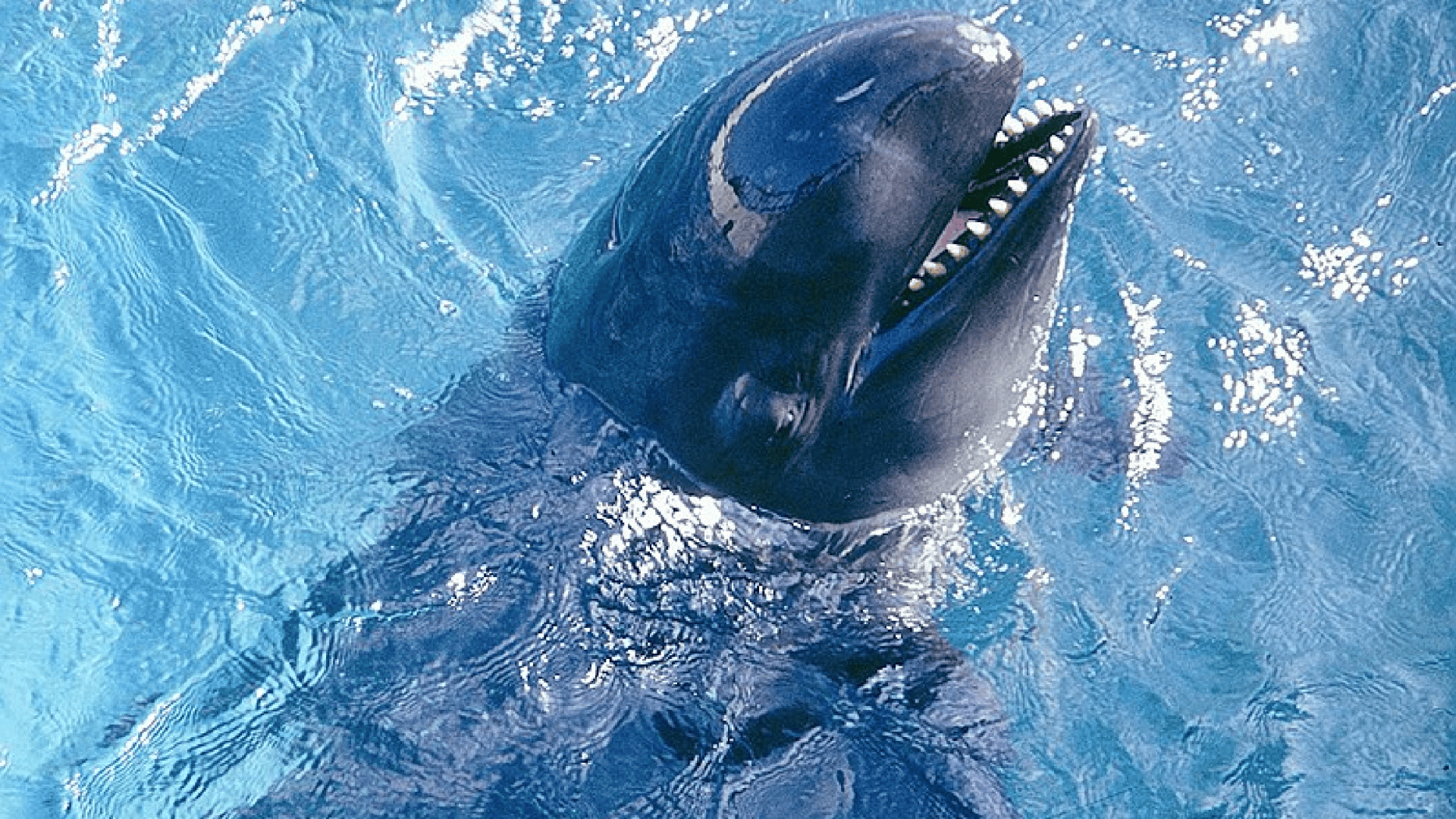 Golfinho falsa orca, da espécie Pseudoorca Crassidens