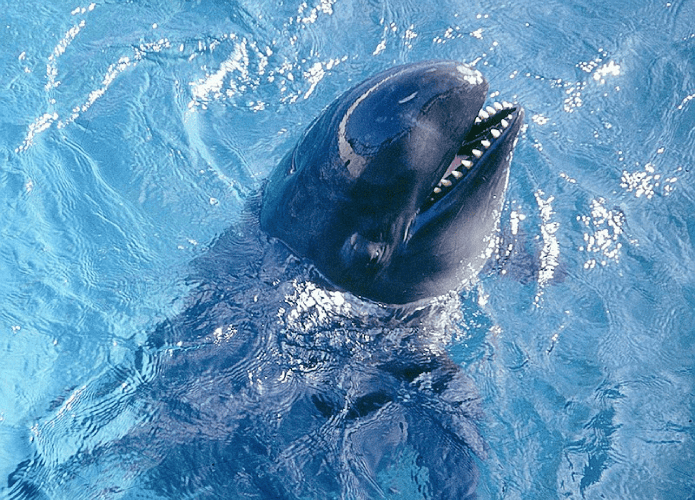 Golfinho falsa orca, da espécie Pseudoorca Crassidens