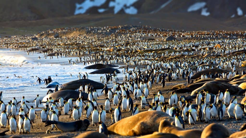 pinguins na geórgia do sul