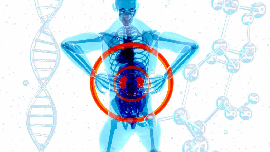 Ilustração de corpo humano sinalizando dor na região dos rins