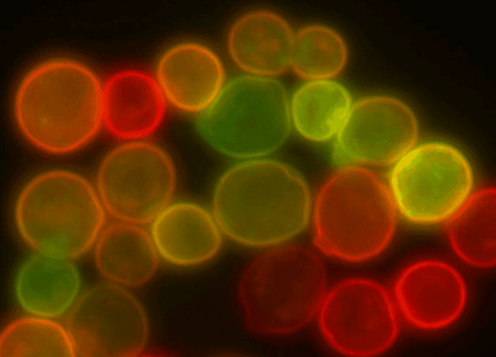 Imagem de células microscópicas coloridas