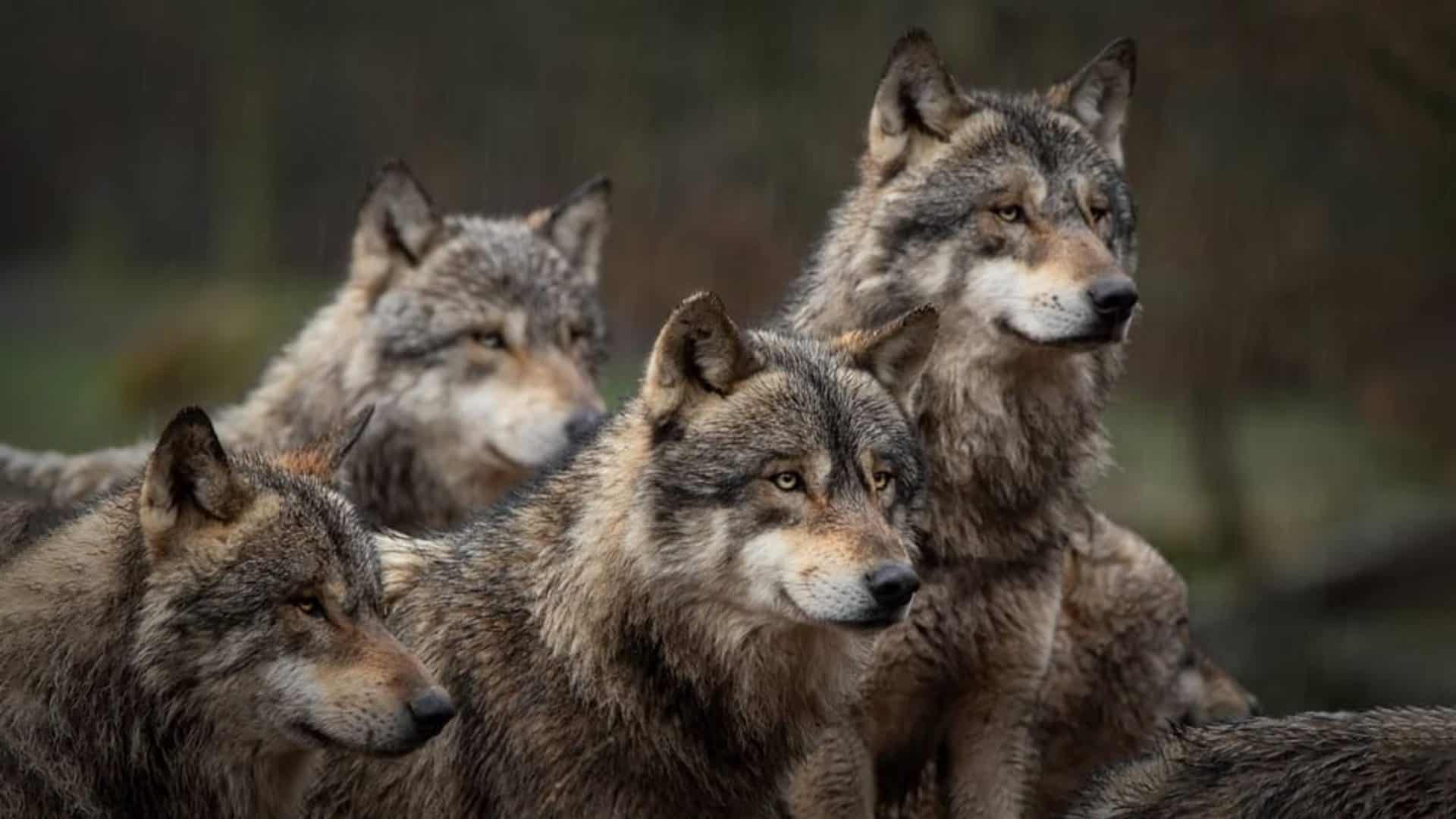 lobos-1-1920x1080
