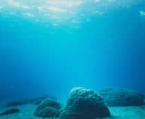 a imagem mostra várias pedras e algas no fundo do oceano