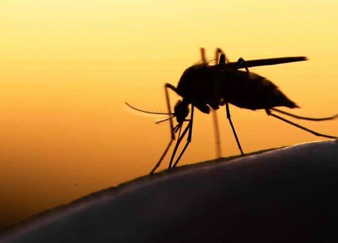 mosquito