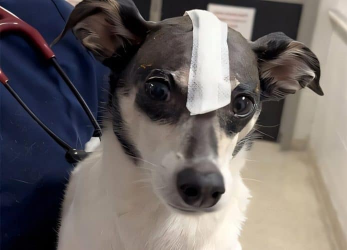 one-tiny-dogs-outsized-695x500