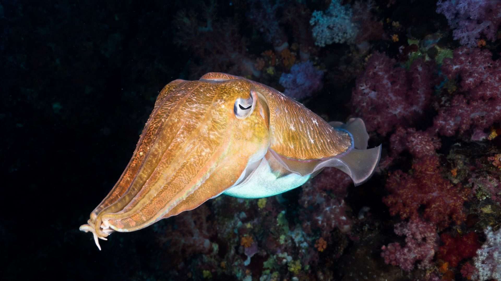 peixe choco