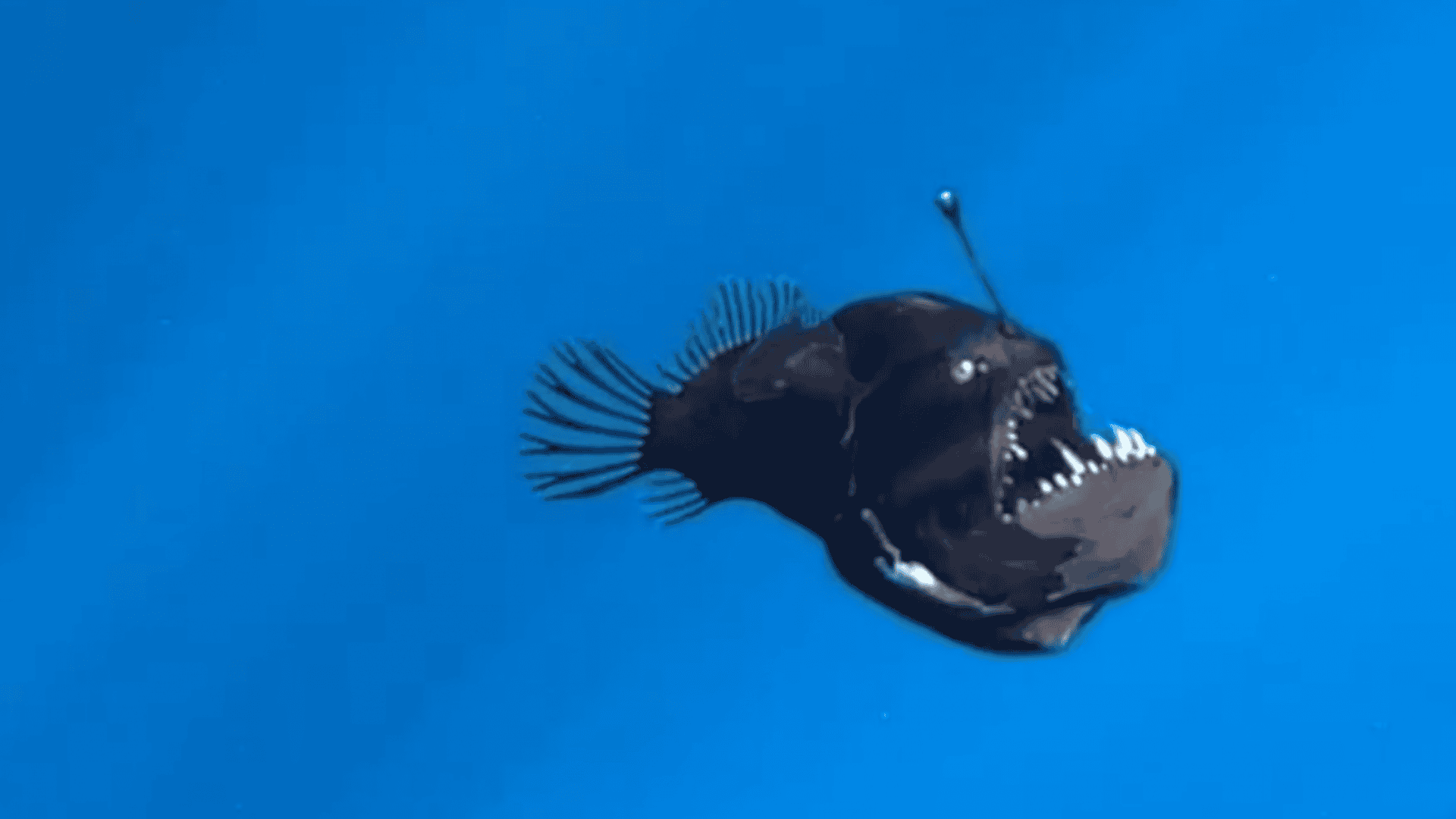 peixe-diabo-negro-1-1920x1080.png