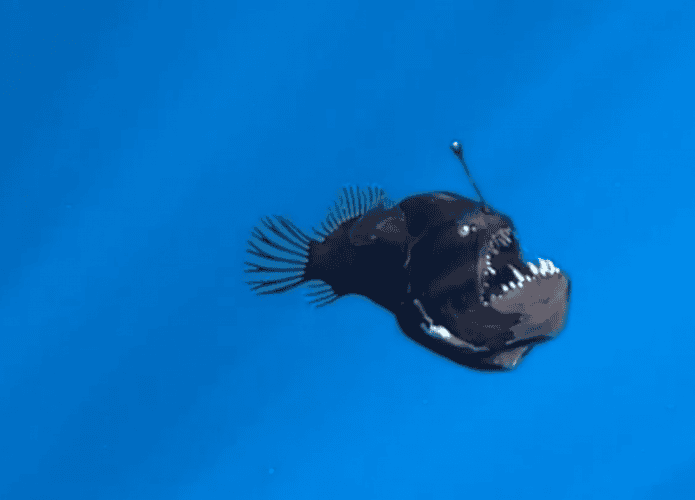 peixe-diabo-negro-1-695x500.png