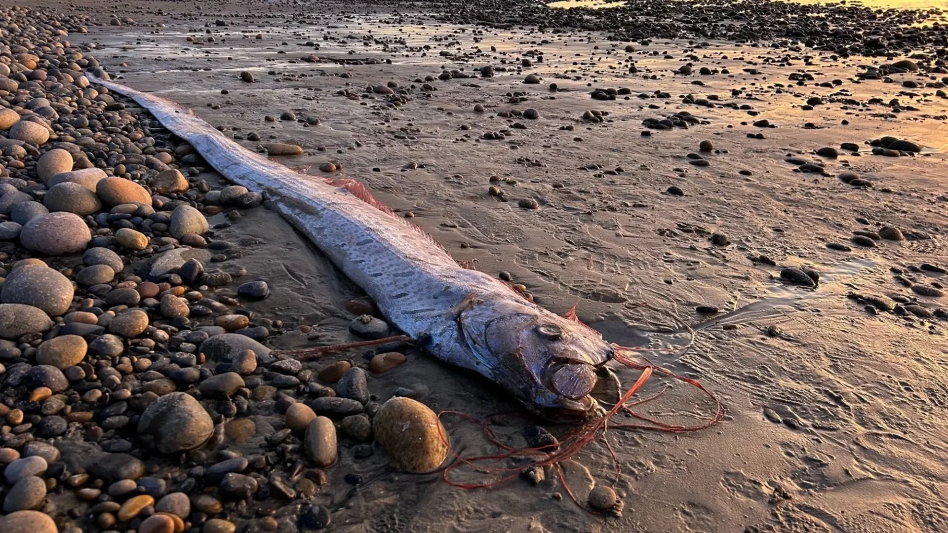 Peixe-remo morto na orla da praia