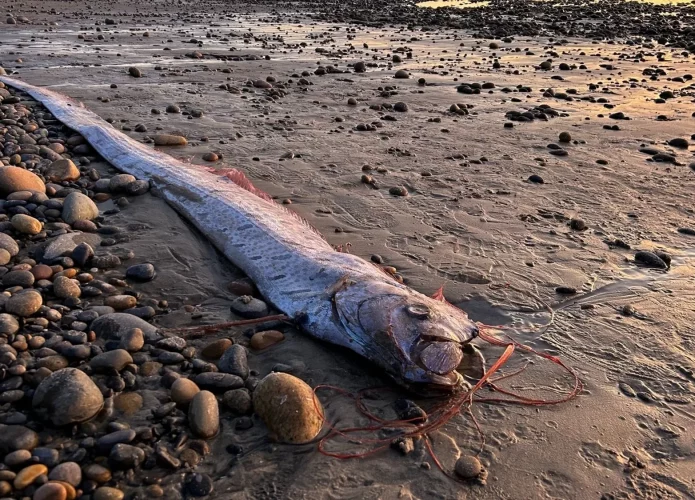 Peixe-remo morto na orla da praia