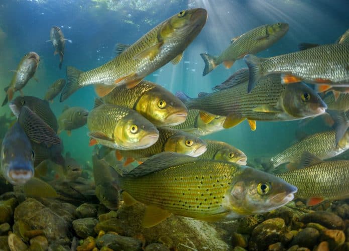 peixes