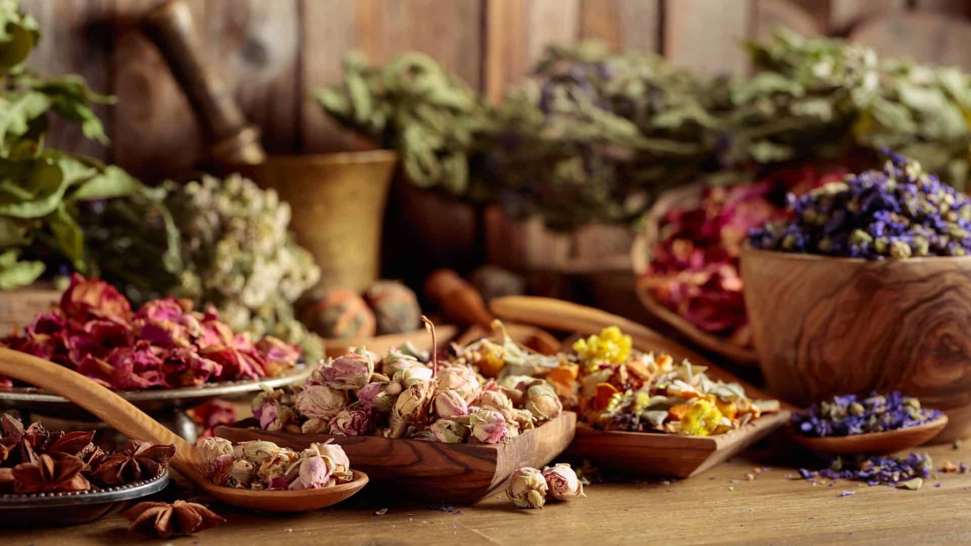 plantas-medicinais-1-1920x1080