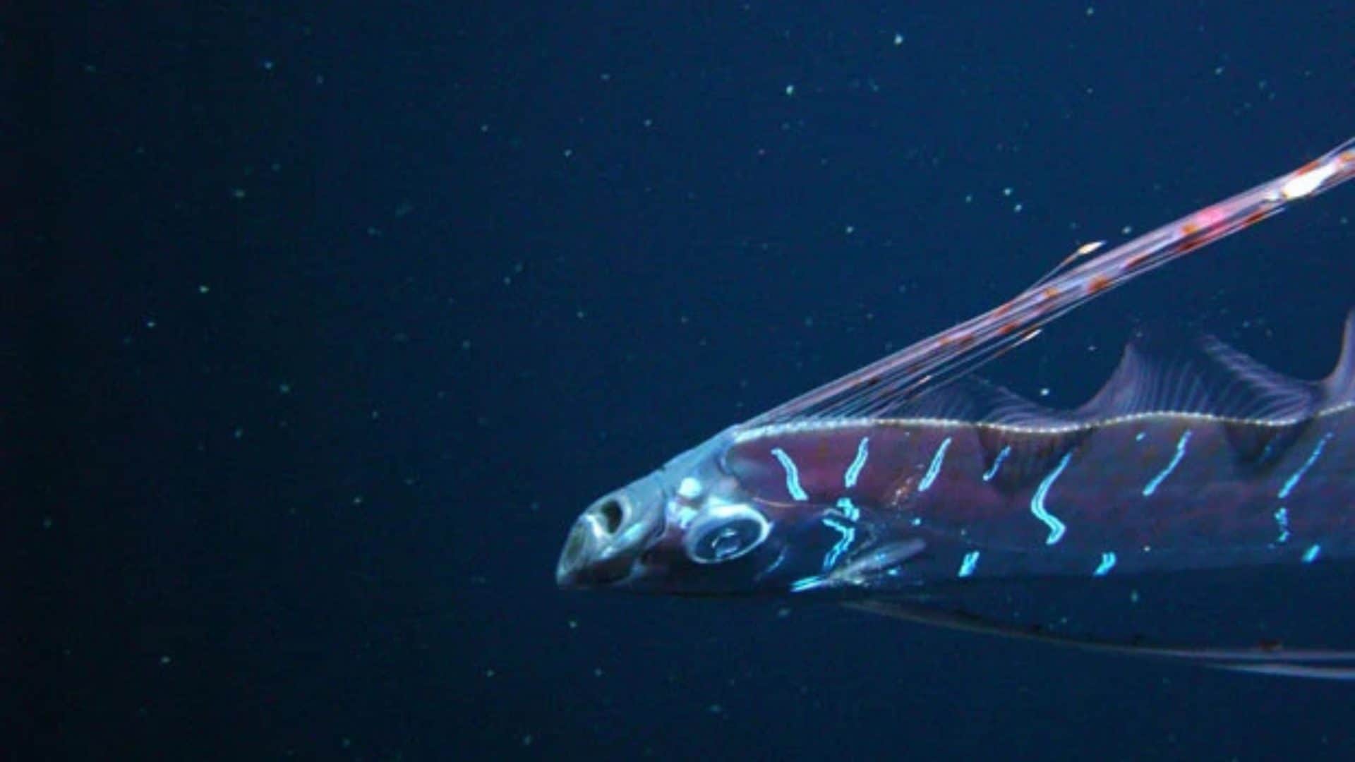 regaleco peixe remo (