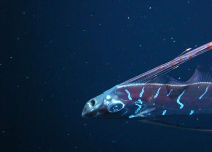 regaleco peixe remo (