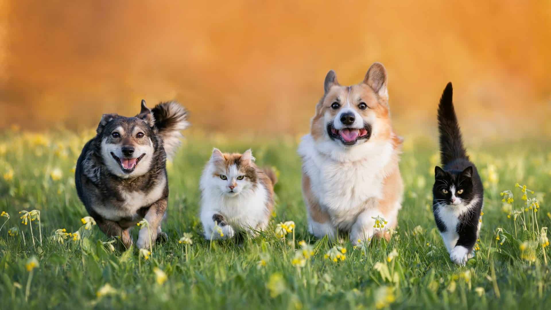 shutterstock_2398003381-1920x1080