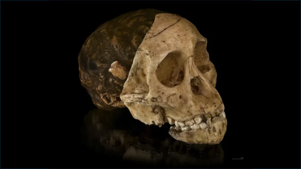 Crânio da criança de Tauang, mais antigo ancestral humano conhecido.