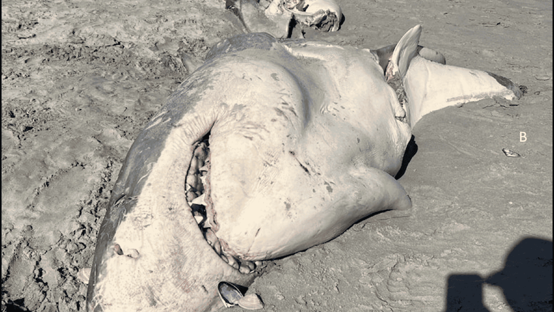 Tubarão-branco encontrado morto na costa da Austrália em 2023