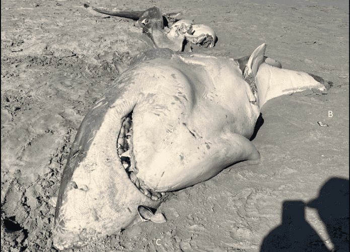 Tubarão-branco encontrado morto na costa da Austrália em 2023