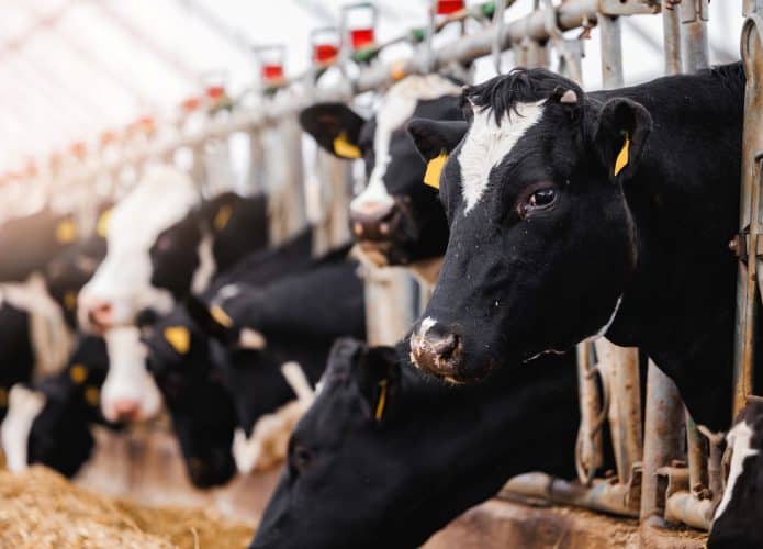 Vacas em um estábulo