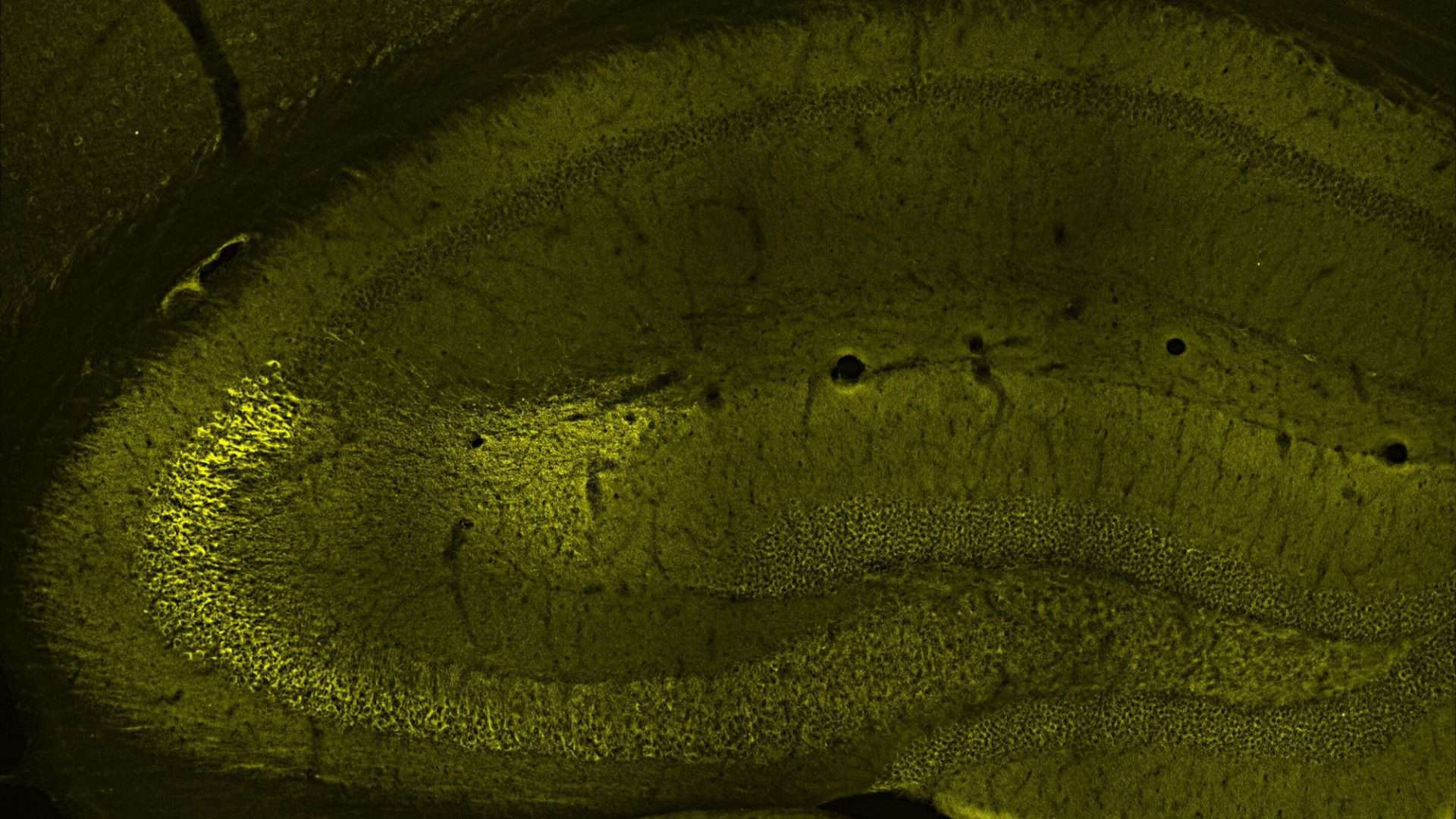 virginia-tech-scientist-1920x1080