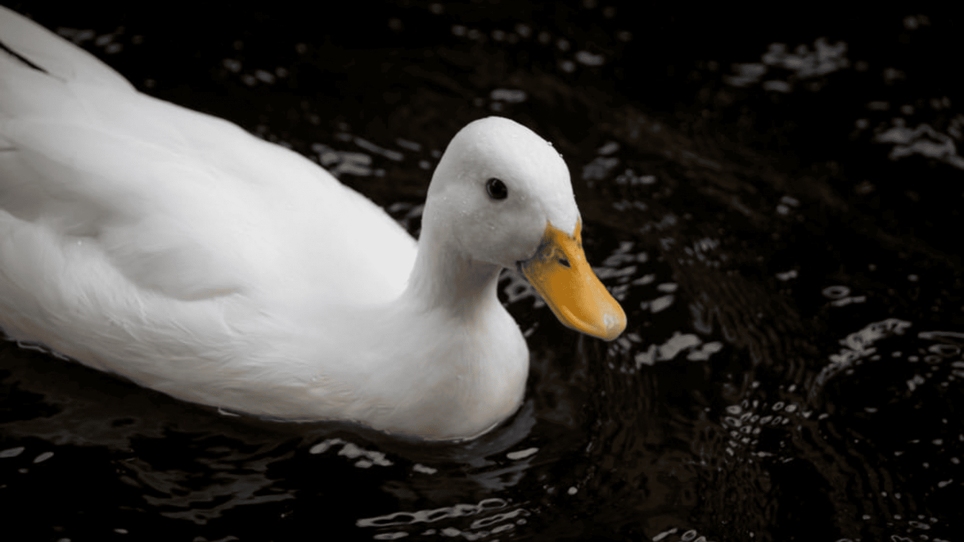 Pato na lagoa