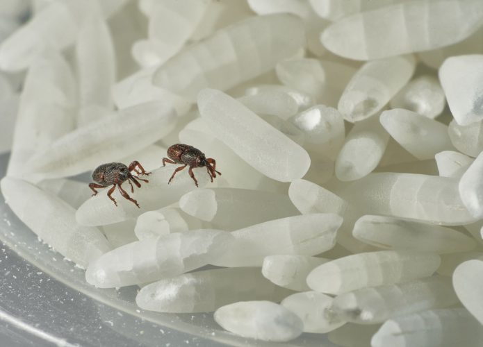 Carunchos adultos com grãos de fundo