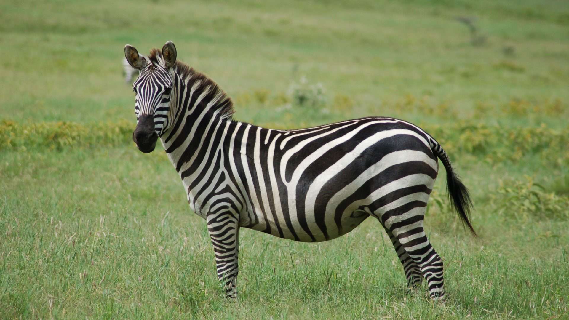 Uma zebra no Parque Nacional Hell's Gate, no Quênia