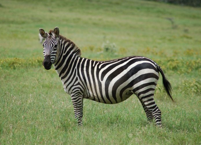 Uma zebra no Parque Nacional Hell's Gate, no Quênia