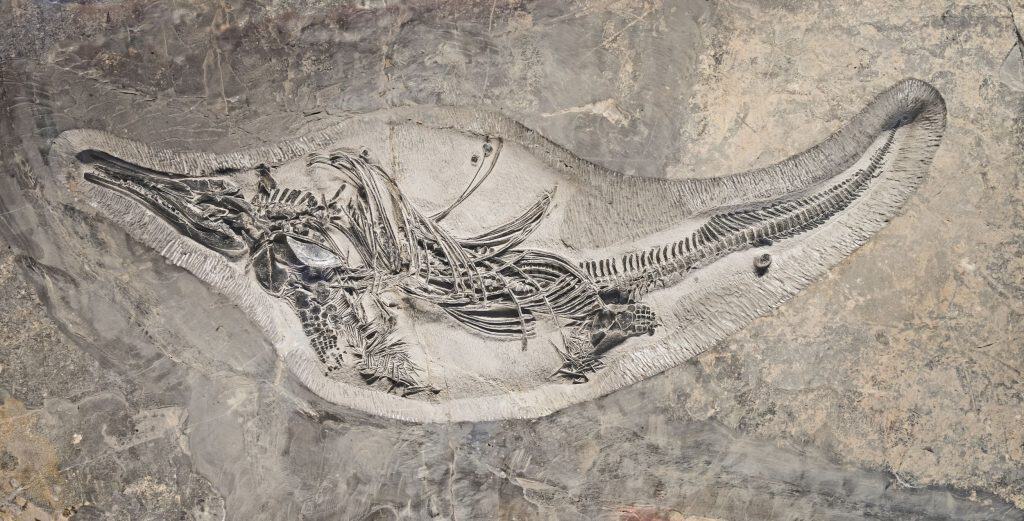 Fóssil gigante de Barracudasauroides panxianensis