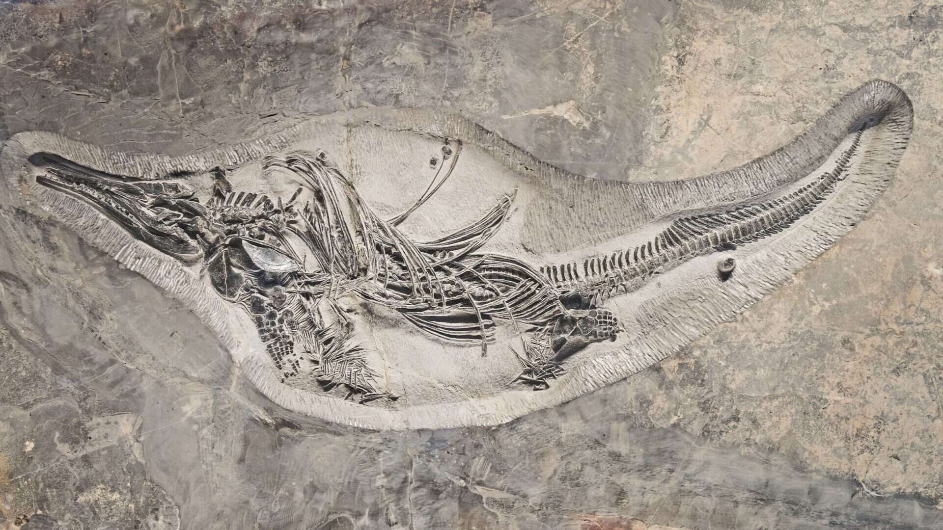 Fóssil gigante de Barracudasauroides panxianensis