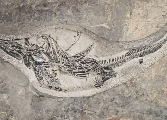 Fóssil gigante de Barracudasauroides panxianensis
