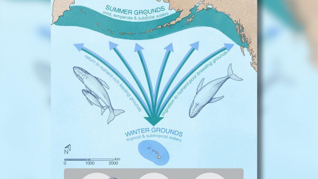 Infográfico mostrando movimento de funil feito por baleias ao transportarem nutrientes pelo oceano