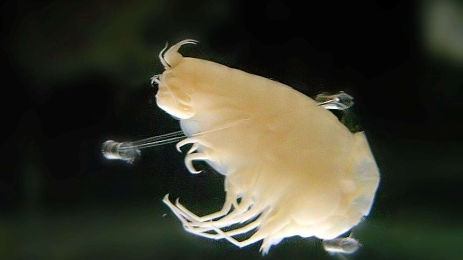 Hirondellea_gigas crustceo das profundezas