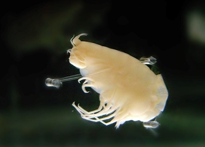 Hirondellea_gigas crustceo das profundezas