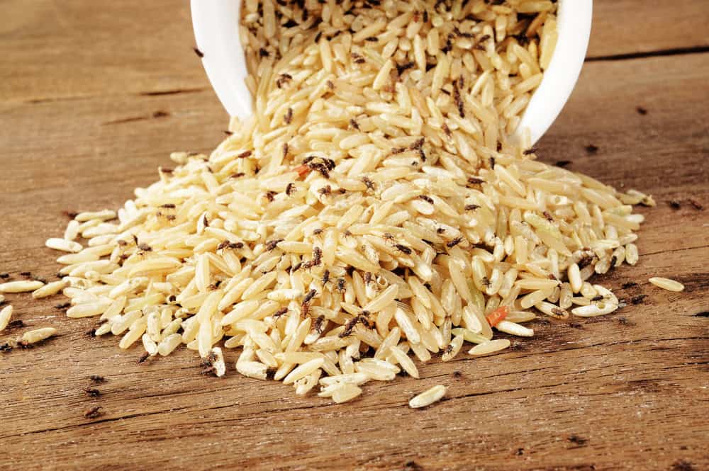 Infestação de insetos no arroz