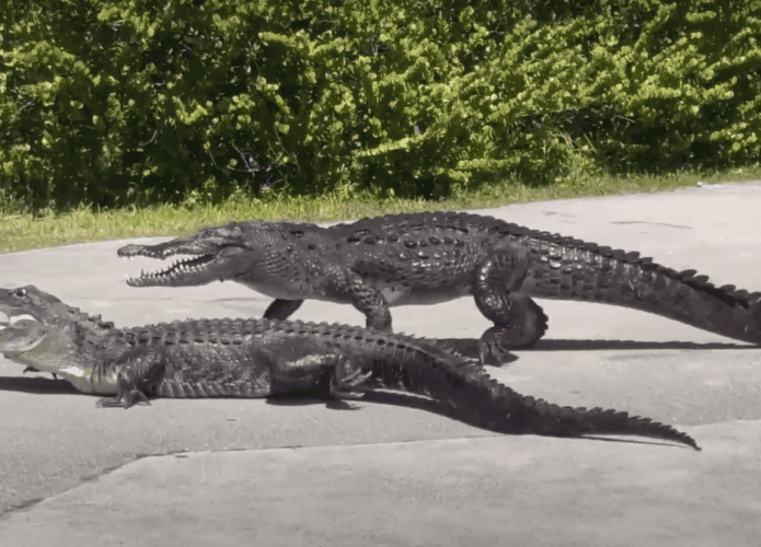 Jacaré versus crocodilo na Flórida